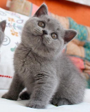Vista previa de la Historia del British Shorthair